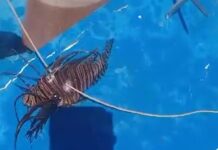 Peixe-leão é encontrado pela primeira vez em Sergipe