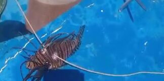Peixe-leão é encontrado pela primeira vez em Sergipe