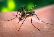 40 municípios de Sergipe apresentam médio risco de infestação pelo Aedes aegypti
