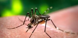 40 municípios de Sergipe apresentam médio risco de infestação pelo Aedes aegypti