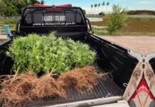 Polícia Civil apreende pés de maconha após denúncia anônima em Moita Bonita