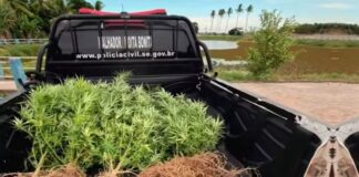 Polícia Civil apreende pés de maconha após denúncia anônima em Moita Bonita